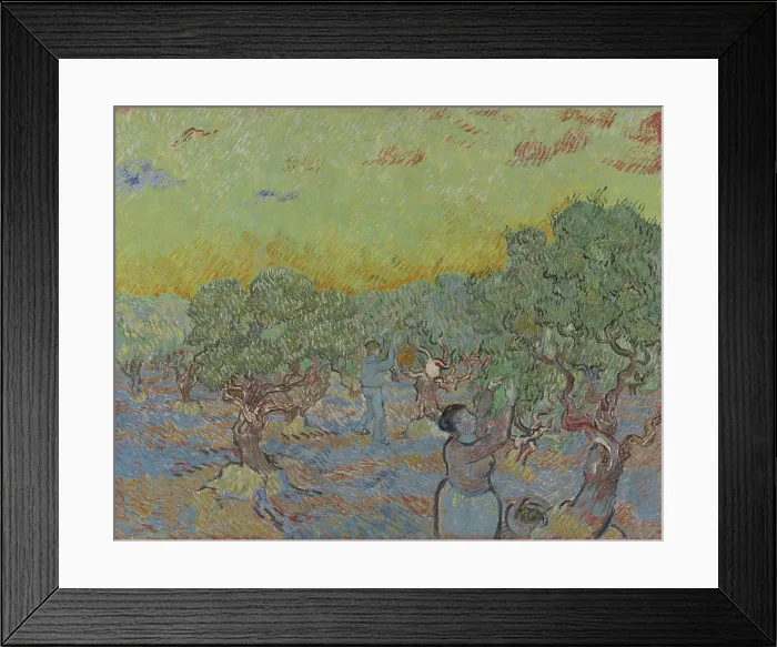 Framed Print : Olive Grove With Two Olive Pickers Framed Print : Olive Grove With Two Olive Pickers