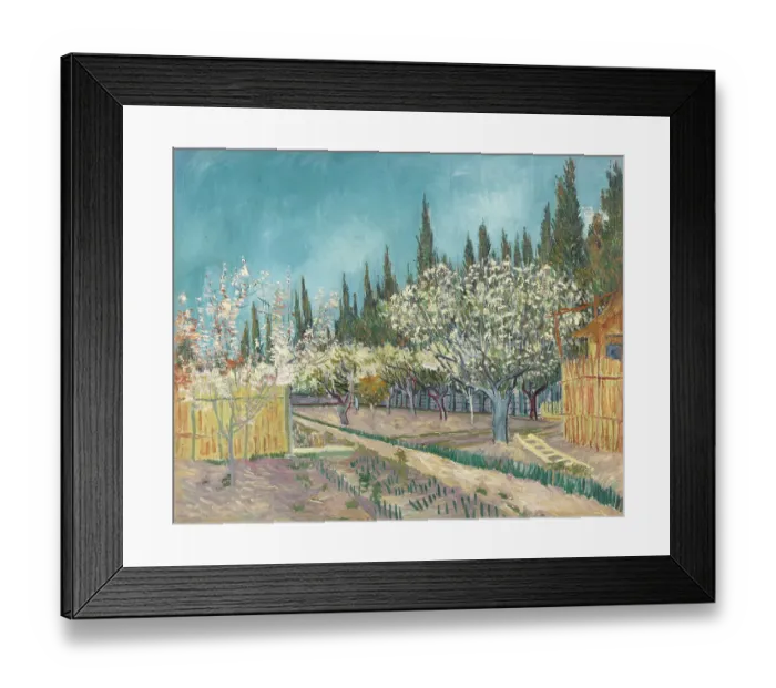 Framed Print : Orchard Bordered By Cypresses Framed Print : Orchard Bordered By Cypresses