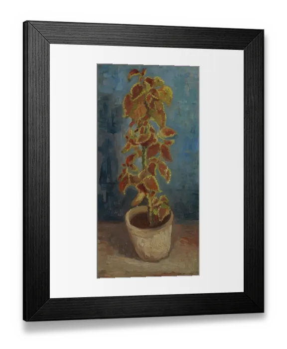 Framed Print : Flame Nettle In A Flowerpot Framed Print : Flame Nettle In A Flowerpot