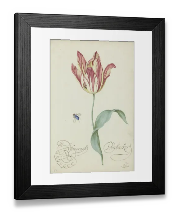 Framed Print : Study Of A Tulip (Admiral Pottebacker) And A Fly Framed Print : Study Of A Tulip (Admiral Pottebacker) And A Fly