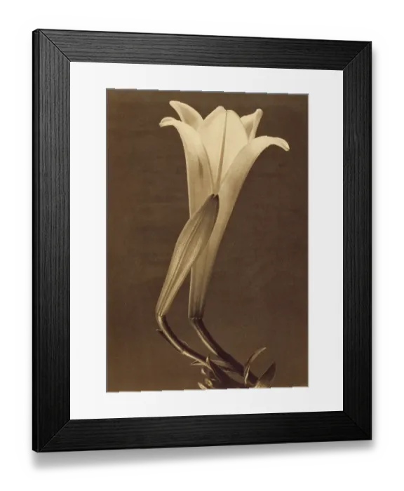 Framed Print : Lily By Tina Modotti Framed Print : Lily By Tina Modotti