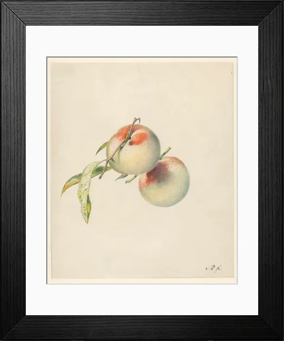 Framed Print : Two Peaches On Their Stems Framed Print : Two Peaches On Their Stems