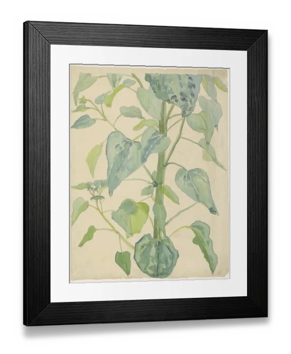 Framed Print : Stalk And Leaves Of A Sunflower Framed Print : Stalk And Leaves Of A Sunflower