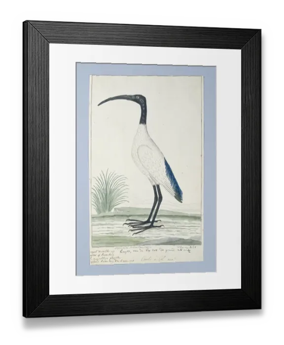 Framed Print : Threskiornis Aethiopicus (African Sacred Ibis) Framed Print : Threskiornis Aethiopicus (African Sacred Ibis)