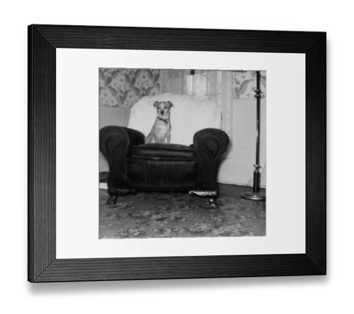 Framed Print : Dog. Vernacular snapshot photograph of dog and chair, 1954 Framed Print : Dog. Vernacular snapshot photograph of dog and chair, 1954