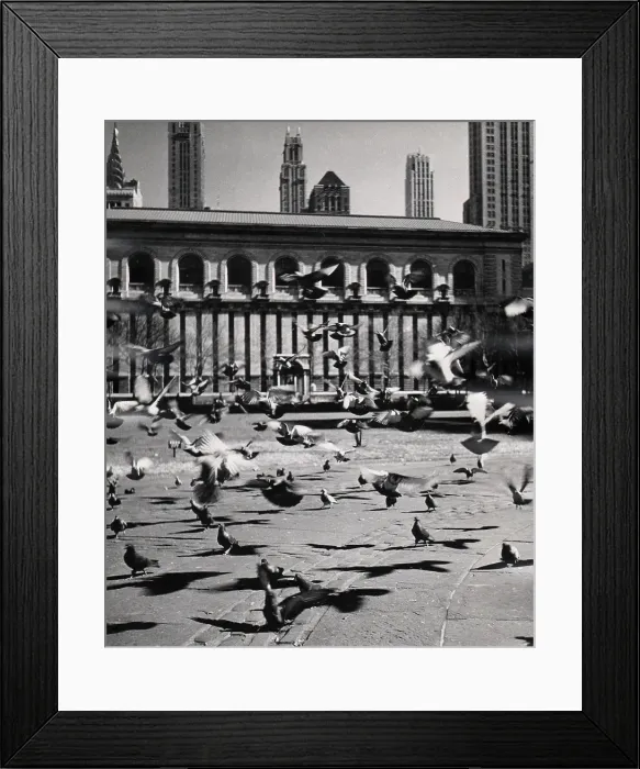 Framed Print : Birds In Front Of New York Public Library in the 1960's