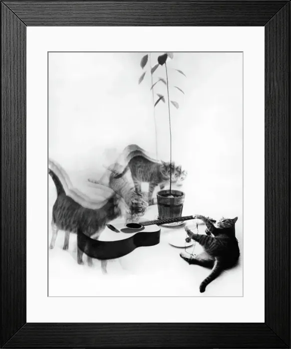 Framed Print : Photo Montage of Cats and Guitar in the 1950's Framed Print : Photo Montage of Cats and Guitar in the 1950's