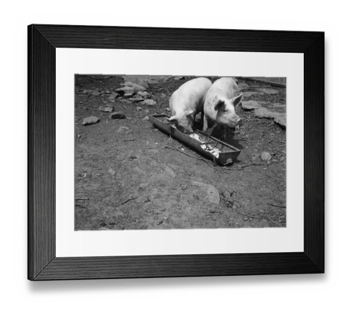Framed Print : Pig's Dinner Framed Print : Pig's Dinner
