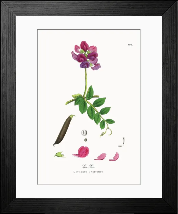 Framed Print : Beautifully Restored, Antique Engraved and Hand-Colored Victorian Botanical Illustration, 1863 Framed Print : Beautifully Restored, Antique Engraved and Hand-Colored Victorian Botanical Illustration, 1863