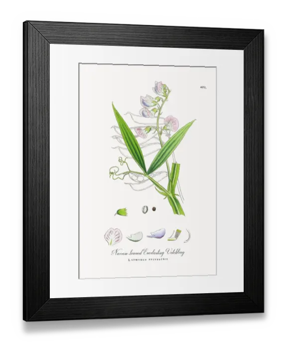 Framed Print : Beautifully Restored, Antique Engraved and Hand-Colored Victorian Botanical Illustration, 1863 Framed Print : Beautifully Restored, Antique Engraved and Hand-Colored Victorian Botanical Illustration, 1863
