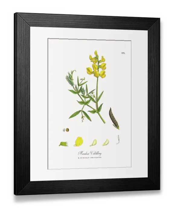 Framed Print : Beautifully Restored, Antique Engraved and Hand-Colored Victorian Botanical Illustration, 1863 Framed Print : Beautifully Restored, Antique Engraved and Hand-Colored Victorian Botanical Illustration, 1863