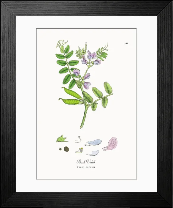 Framed Print : Beautifully Restored, Antique Engraved and Hand-Colored Victorian Botanical Illustration, 1863 Framed Print : Beautifully Restored, Antique Engraved and Hand-Colored Victorian Botanical Illustration, 1863