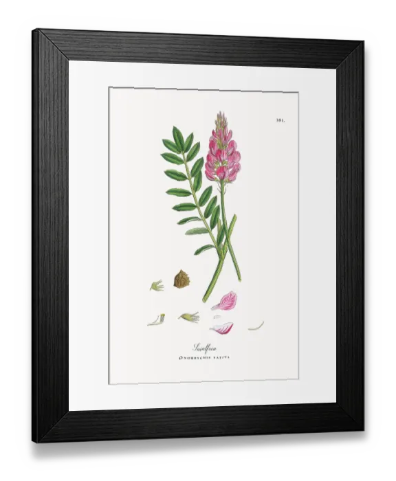 Framed Print : Beautifully Restored, Antique Engraved and Hand-Colored Victorian Botanical Illustration, 1863 Framed Print : Beautifully Restored, Antique Engraved and Hand-Colored Victorian Botanical Illustration, 1863