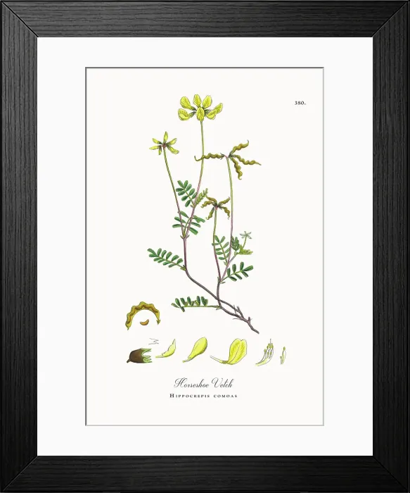 Framed Print : Beautifully Restored, Antique Engraved and Hand-Colored Victorian Botanical Illustration, 1863 Framed Print : Beautifully Restored, Antique Engraved and Hand-Colored Victorian Botanical Illustration, 1863