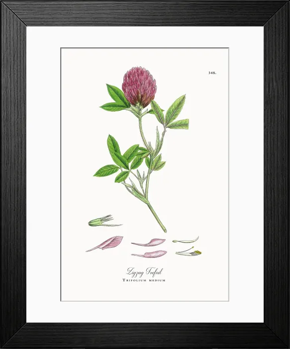 Framed Print : Beautifully Restored, Antique Engraved and Hand-Colored Victorian Botanical Illustration, 1863 Framed Print : Beautifully Restored, Antique Engraved and Hand-Colored Victorian Botanical Illustration, 1863