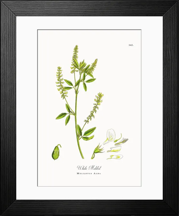 Framed Print : Beautifully Restored, Antique Engraved and Hand-Colored Victorian Botanical Illustration, 1863 Framed Print : Beautifully Restored, Antique Engraved and Hand-Colored Victorian Botanical Illustration, 1863