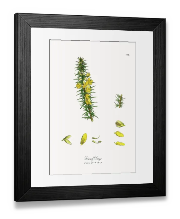 Framed Print : Beautifully Restored, Antique Engraved and Hand-Colored Victorian Botanical Illustration, 1863 Framed Print : Beautifully Restored, Antique Engraved and Hand-Colored Victorian Botanical Illustration, 1863