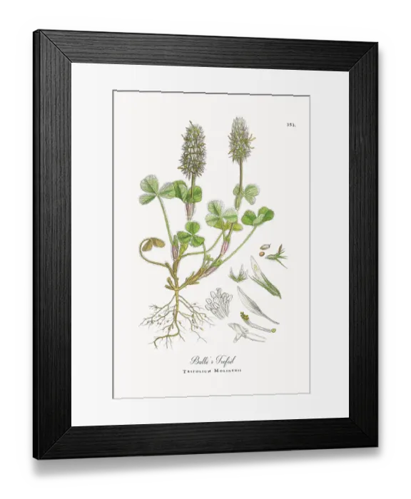 Framed Print : Beautifully Restored, Antique Engraved and Hand-Colored Victorian Botanical Illustration, 1863 Framed Print : Beautifully Restored, Antique Engraved and Hand-Colored Victorian Botanical Illustration, 1863