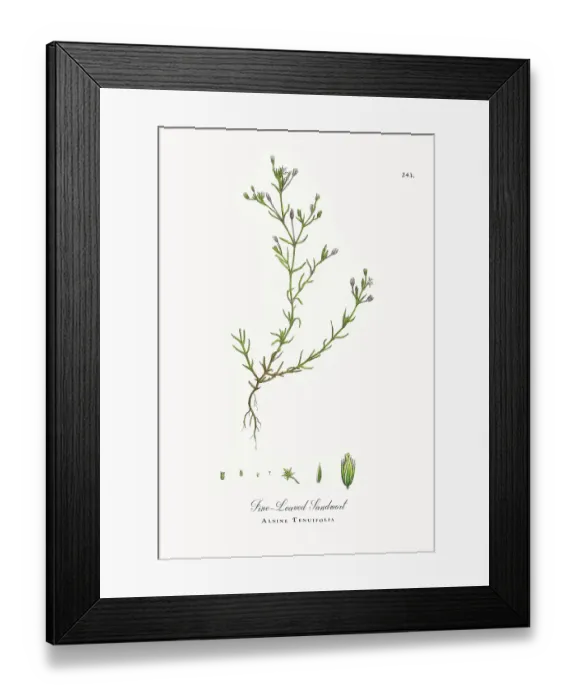 Framed Print : Beautifully Restored, Antique Engraved and Hand-Colored Victorian Botanical Illustration, 1863 Framed Print : Beautifully Restored, Antique Engraved and Hand-Colored Victorian Botanical Illustration, 1863