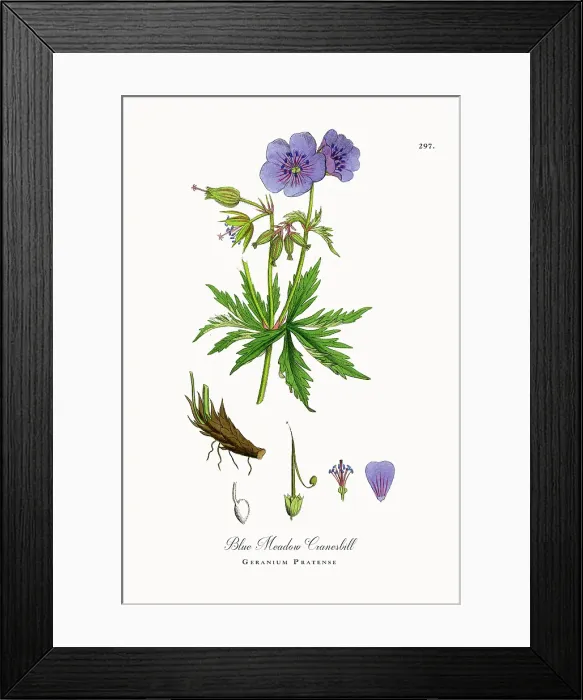 Framed Print : Beautifully Restored, Antique Engraved and Hand-Colored Victorian Botanical Illustration, 1863 Framed Print : Beautifully Restored, Antique Engraved and Hand-Colored Victorian Botanical Illustration, 1863