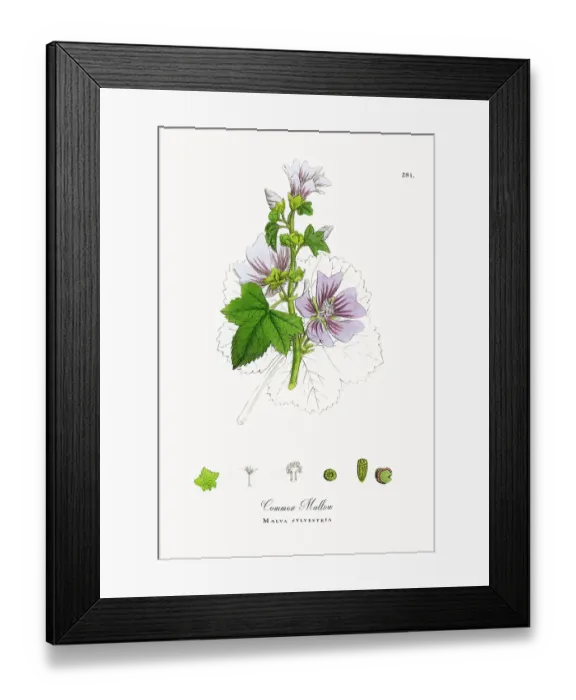 Framed Print : Beautifully Restored, Antique Engraved and Hand-Colored Victorian Botanical Illustration, 1863 Framed Print : Beautifully Restored, Antique Engraved and Hand-Colored Victorian Botanical Illustration, 1863