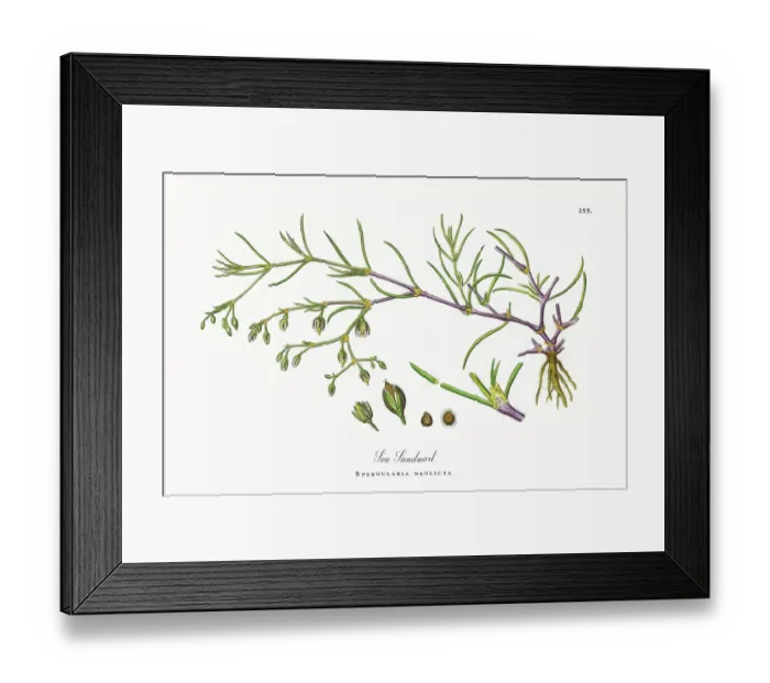 Framed Print : Beautifully Restored, Antique Engraved and Hand-Colored Victorian Botanical Illustration, 1863 Framed Print : Beautifully Restored, Antique Engraved and Hand-Colored Victorian Botanical Illustration, 1863