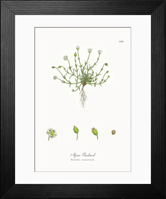 Framed Print : Beautifully Restored, Antique Engraved and Hand-Colored Victorian Botanical Illustration, 1863 Framed Print : Beautifully Restored, Antique Engraved and Hand-Colored Victorian Botanical Illustration, 1863