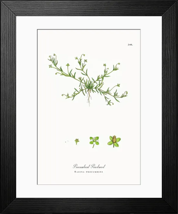 Framed Print : Beautifully Restored, Antique Engraved and Hand-Colored Victorian Botanical Illustration, 1863 Framed Print : Beautifully Restored, Antique Engraved and Hand-Colored Victorian Botanical Illustration, 1863