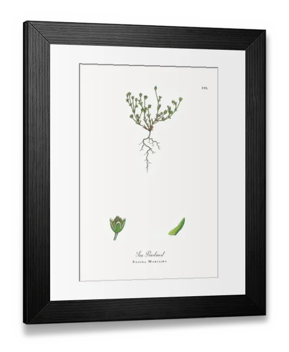 Framed Print : Beautifully Restored, Antique Engraved and Hand-Colored Victorian Botanical Illustration, 1863 Framed Print : Beautifully Restored, Antique Engraved and Hand-Colored Victorian Botanical Illustration, 1863