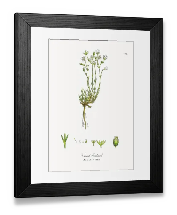 Framed Print : Beautifully Restored, Antique Engraved and Hand-Colored Victorian Botanical Illustration, 1863 Framed Print : Beautifully Restored, Antique Engraved and Hand-Colored Victorian Botanical Illustration, 1863