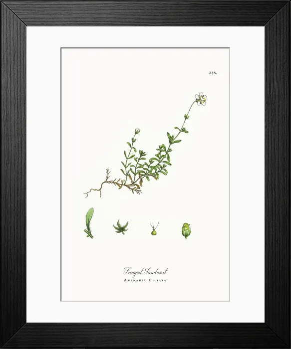 Framed Print : Beautifully Restored, Antique Engraved and Hand-Colored Victorian Botanical Illustration, 1863