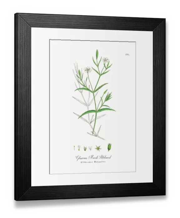 Framed Print : Beautifully Restored, Antique Engraved and Hand-Colored Victorian Botanical Illustration, 1863 Framed Print : Beautifully Restored, Antique Engraved and Hand-Colored Victorian Botanical Illustration, 1863