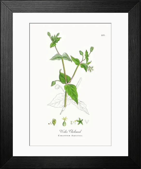 Framed Print : Beautifully Restored, Antique Engraved and Hand-Colored Victorian Botanical Illustration, 1863 Framed Print : Beautifully Restored, Antique Engraved and Hand-Colored Victorian Botanical Illustration, 1863