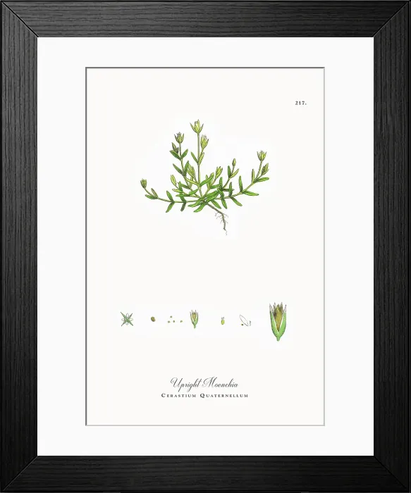 Framed Print : Beautifully Restored, Antique Engraved and Hand-Colored Victorian Botanical Illustration, 1863 Framed Print : Beautifully Restored, Antique Engraved and Hand-Colored Victorian Botanical Illustration, 1863