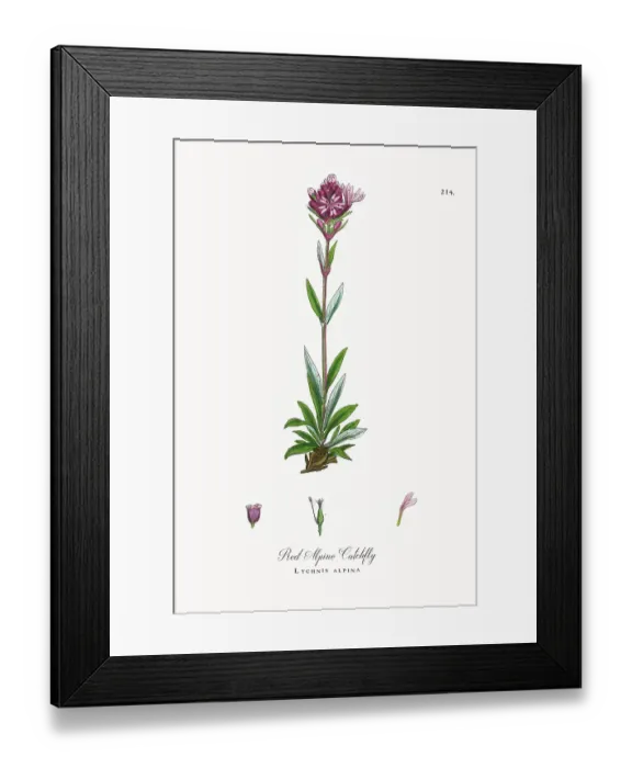 Framed Print : Beautifully Restored, Antique Engraved and Hand-Colored Victorian Botanical Illustration, 1863 Framed Print : Beautifully Restored, Antique Engraved and Hand-Colored Victorian Botanical Illustration, 1863