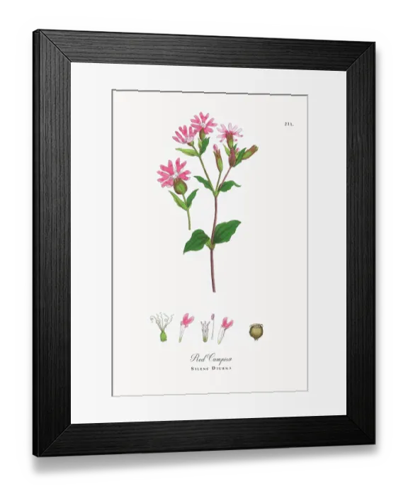 Framed Print : Beautifully Restored, Antique Engraved and Hand-Colored Victorian Botanical Illustration, 1863 Framed Print : Beautifully Restored, Antique Engraved and Hand-Colored Victorian Botanical Illustration, 1863