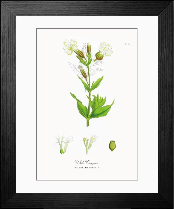 Framed Print : Beautifully Restored, Antique Engraved and Hand-Colored Victorian Botanical Illustration, 1863 Framed Print : Beautifully Restored, Antique Engraved and Hand-Colored Victorian Botanical Illustration, 1863