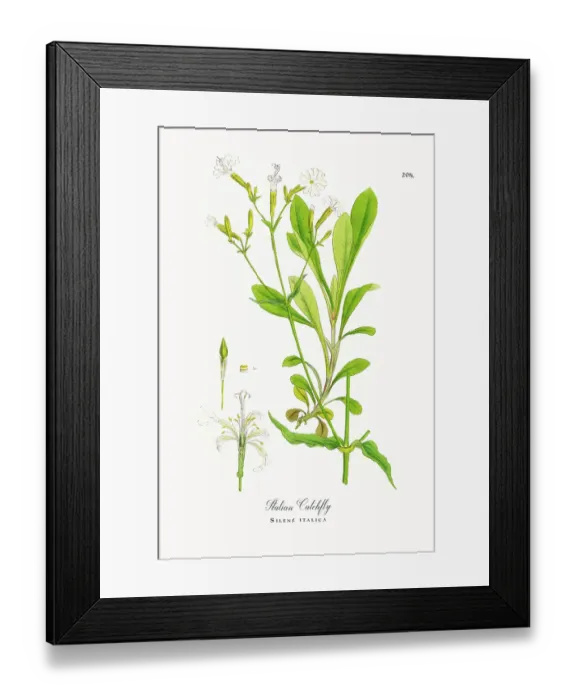 Framed Print : Beautifully Restored, Antique Engraved and Hand-Colored Victorian Botanical Illustration, 1863 Framed Print : Beautifully Restored, Antique Engraved and Hand-Colored Victorian Botanical Illustration, 1863