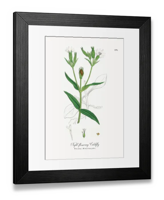 Framed Print : Beautifully Restored, Antique Engraved and Hand-Colored Victorian Botanical Illustration, 1863