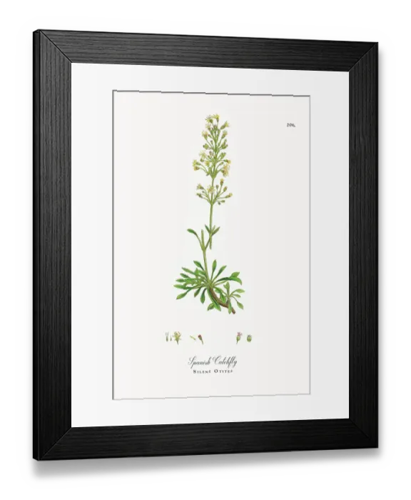 Framed Print : Beautifully Restored, Antique Engraved and Hand-Colored Victorian Botanical Illustration, 1863