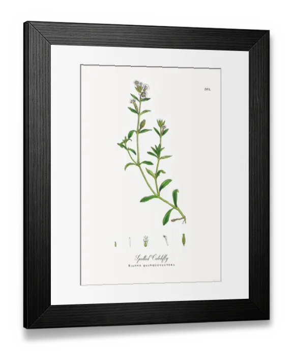 Framed Print : Beautifully Restored, Antique Engraved and Hand-Colored Victorian Botanical Illustration, 1863 Framed Print : Beautifully Restored, Antique Engraved and Hand-Colored Victorian Botanical Illustration, 1863