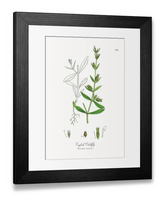 Framed Print : Beautifully Restored, Antique Engraved and Hand-Colored Victorian Botanical Illustration, 1863 Framed Print : Beautifully Restored, Antique Engraved and Hand-Colored Victorian Botanical Illustration, 1863