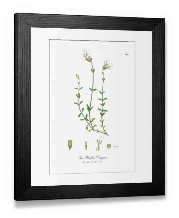 Framed Print : Beautifully Restored, Antique Engraved and Hand-Colored Victorian Botanical Illustration, 1863 Framed Print : Beautifully Restored, Antique Engraved and Hand-Colored Victorian Botanical Illustration, 1863
