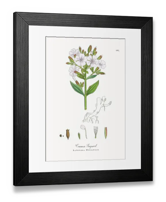 Framed Print : Beautifully Restored, Antique Engraved and Hand-Colored Victorian Botanical Illustration, 1863 Framed Print : Beautifully Restored, Antique Engraved and Hand-Colored Victorian Botanical Illustration, 1863