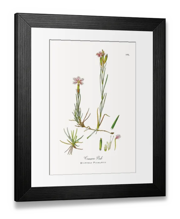 Framed Print : Beautifully Restored, Antique Engraved and Hand-Colored Victorian Botanical Illustration, 1863 Framed Print : Beautifully Restored, Antique Engraved and Hand-Colored Victorian Botanical Illustration, 1863