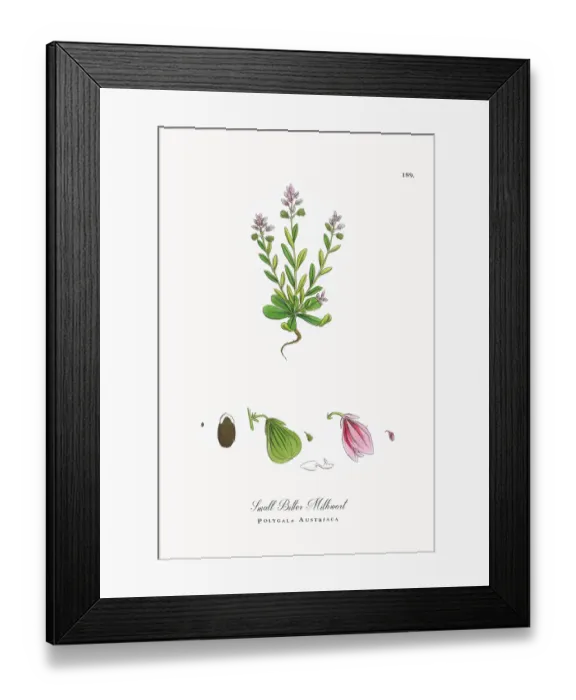 Framed Print : Beautifully Restored, Antique Engraved and Hand-Colored Victorian Botanical Illustration, 1863 Framed Print : Beautifully Restored, Antique Engraved and Hand-Colored Victorian Botanical Illustration, 1863