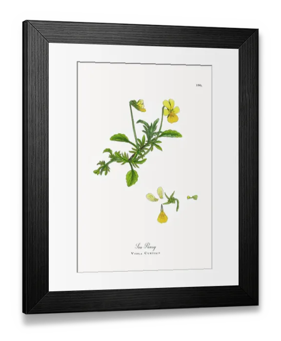 Framed Print : Beautifully Restored, Antique Engraved and Hand-Colored Victorian Botanical Illustration, 1863 Framed Print : Beautifully Restored, Antique Engraved and Hand-Colored Victorian Botanical Illustration, 1863