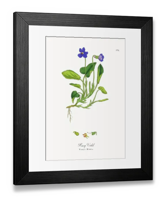 Framed Print : Beautifully Restored, Antique Engraved and Hand-Colored Victorian Botanical Illustration, 1863 Framed Print : Beautifully Restored, Antique Engraved and Hand-Colored Victorian Botanical Illustration, 1863