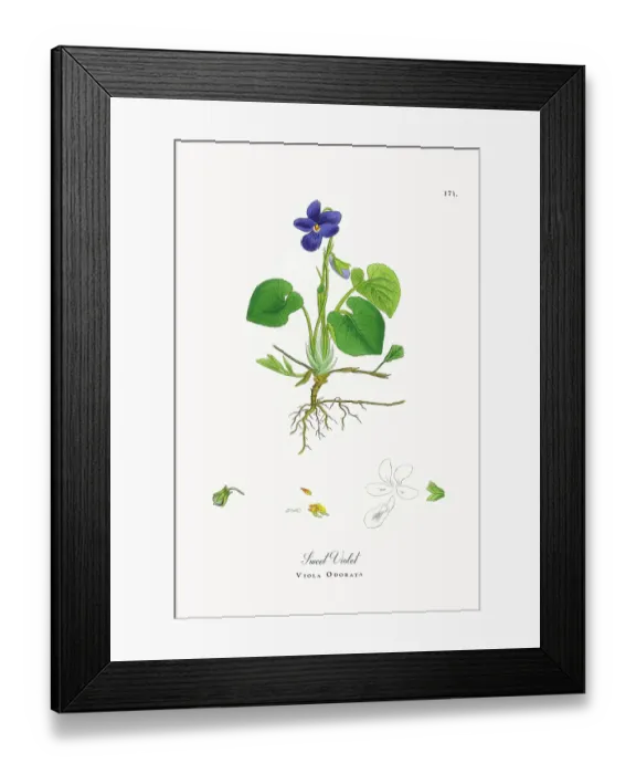 Framed Print : Beautifully Restored, Antique Engraved and Hand-Colored Victorian Botanical Illustration, 1863 Framed Print : Beautifully Restored, Antique Engraved and Hand-Colored Victorian Botanical Illustration, 1863