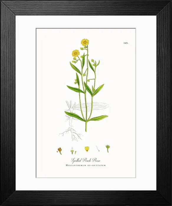Framed Print : Beautifully Restored, Antique Engraved and Hand-Colored Victorian Botanical Illustration, 1863